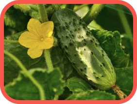 Огірок на грядці